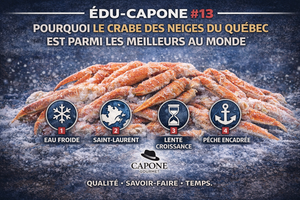🦀 ÉDU-CAPONE #13 — POURQUOI LE CRABE DES NEIGES DU QUÉBEC EST PARMI LES MEILLEURS AU MONDE