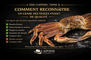 ÉDU-CAPONE #6 — COMMENT CHOISIR UN CRABE DES NEIGES VIVANT DE QUALITÉ