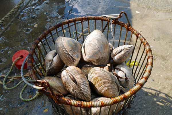 Palourdes (Pasta clam, Littleneck, Cherrystone,Mye)