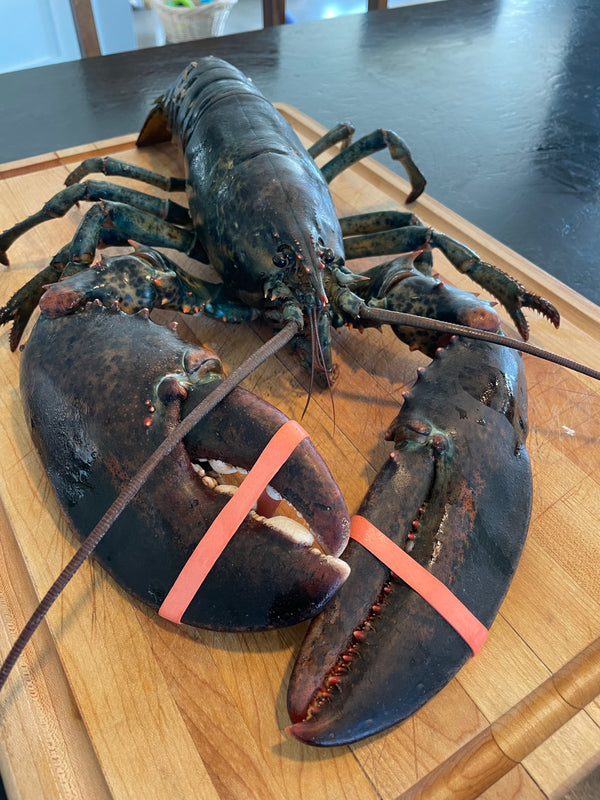 Live Cape Breton Lobster from January to March