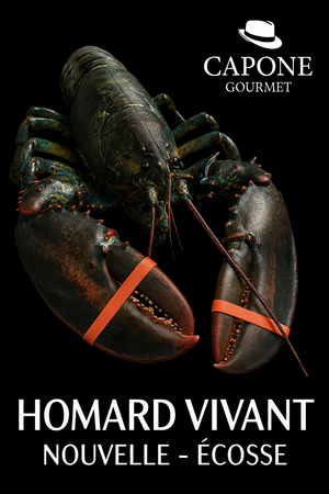 Homard vivant de Nouvelle-Écosse – Capone Gourmet, sélectionné pour sa fraîcheur, sa vigueur et sa qualité d’exception.
