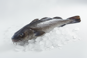 morue noire entiere,capone gourmet