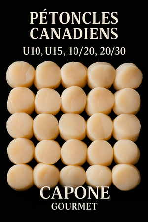 Pétoncles canadiens U10 U15 10/20 20/30 – Capone Gourmet Québec