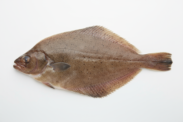 sole de douvre entiere